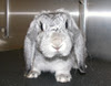 Cover_bunny_1