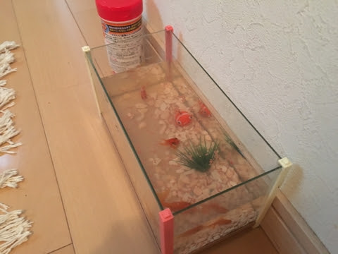 金魚さんがなつく Bark At The Wood 木に吠える 木のことレーザーのこと