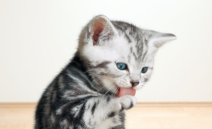 子猫の餌の与え方は ミルクはいつまで 1歳までの子猫のごはんまとめ