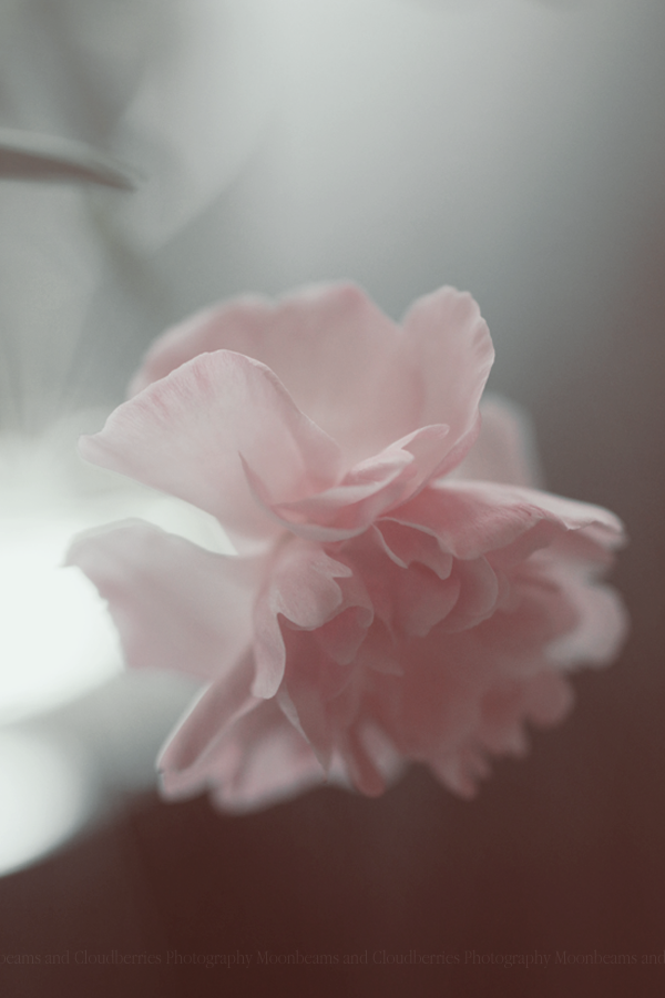 flower, flowers, photography and pink - image #202811 on Favim.com