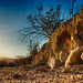 The Desert Wash
