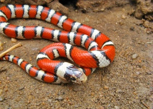 Milk snake