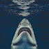 Great White Shark / Cage Diving with Great White Sharks — Nicolesy - Great white sharks are relatively large, although likely not as large as they might be in our imagination.
