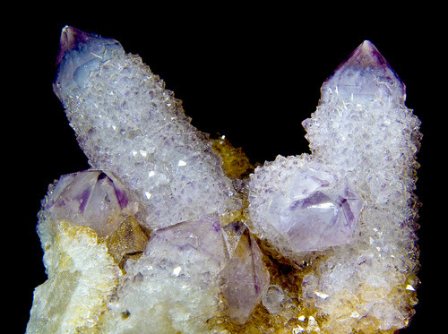 purp