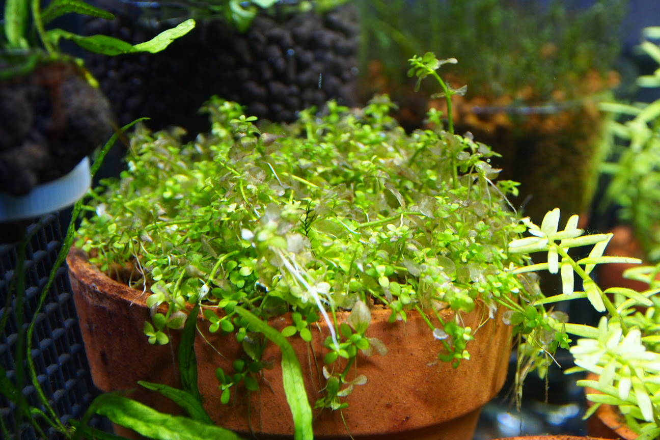 うちのニューラージパールグラスさん Acheilognathus Melanogaster