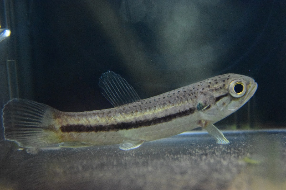 入荷 南米魚 静岡市の熱帯魚専門店 大型魚 古代魚 珍魚 World Rivers