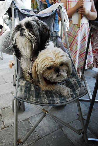 DOGGIE!!!