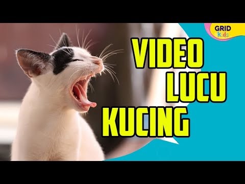 video kucing bersuara lucu