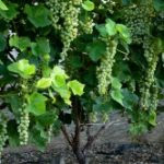 Mini Vineyard