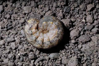 Garden Pests, Grubs - Lawns in Spain Real Green Grass Lawns