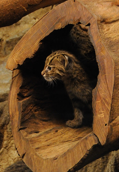 Fishing cats cincinnati zoo 3b rs