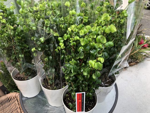 花苗 観葉植物 多肉植物など入荷 インテリアグリーンとギフト プランツコーディネイトのアジアック