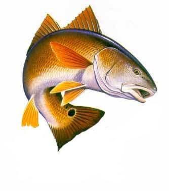 Download Redfish clipart 20 free Cliparts | Download images on ...