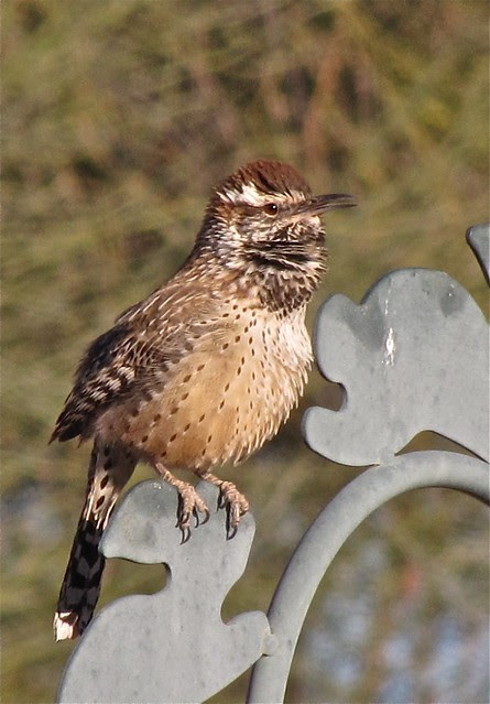 Cactus Wren at the Green Valley Country Club in Pima County, AZ 12