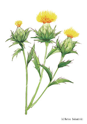 植物画の仕事