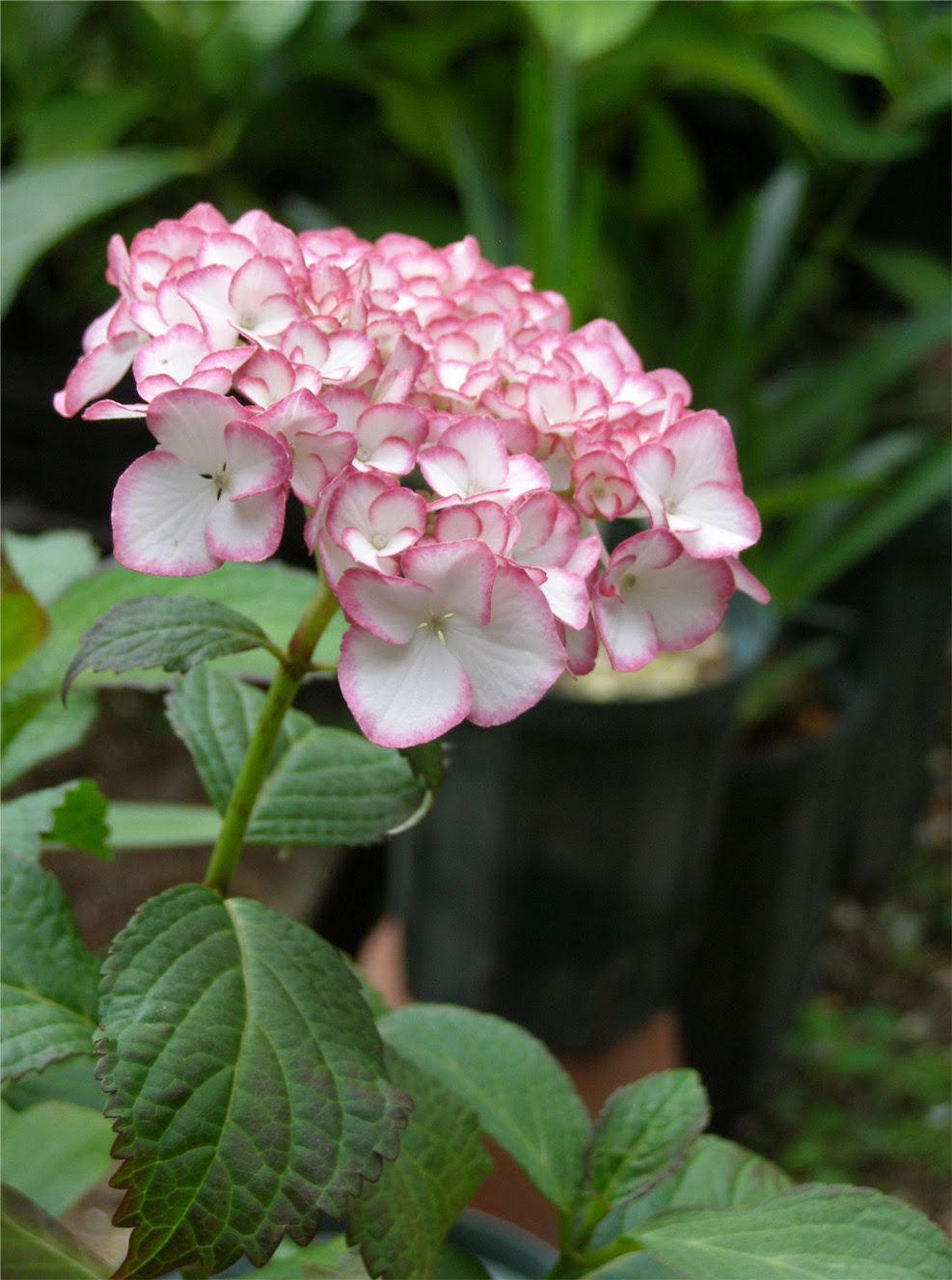 梅雨の花 ミエナイチカラ
