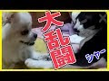 いろいろ 可愛い 癒し 画像 185870-可愛い 癒し 画像
