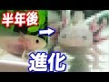 [無料ダウンロード！ √] ウーパールーパー 共食い 理由 233221