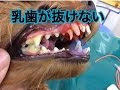 [無料ダウンロード！ √] 犬 乳歯 生え変わり 時期 241474-犬 乳歯 生え変わり 時期