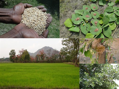 Medicinal Rice Formulations for Diabetes Complications, Heart and Liver Diseases (TH Group-66) from Pankaj Oudhia’s Medicinal Plant Database by Pankaj Oudhia