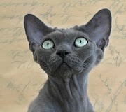 19+ Inspirasi Spesial Devon Rex Blue