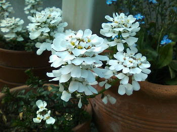 イベリス 5 8 ほぼ斜面の庭の花の顔