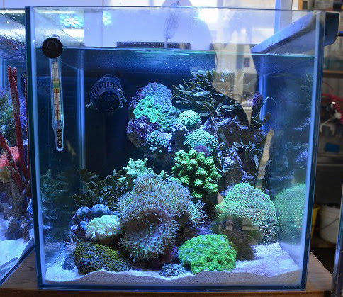 レイアウトコンテストを終えて 生麦海水魚センター