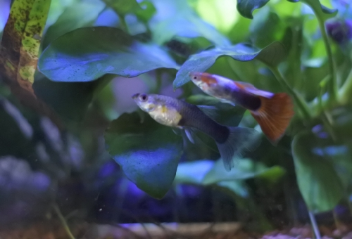 スジエビの混泳について ザリガニとグッピーって混泳できるの 熱帯魚 淡水魚 海水魚の図鑑