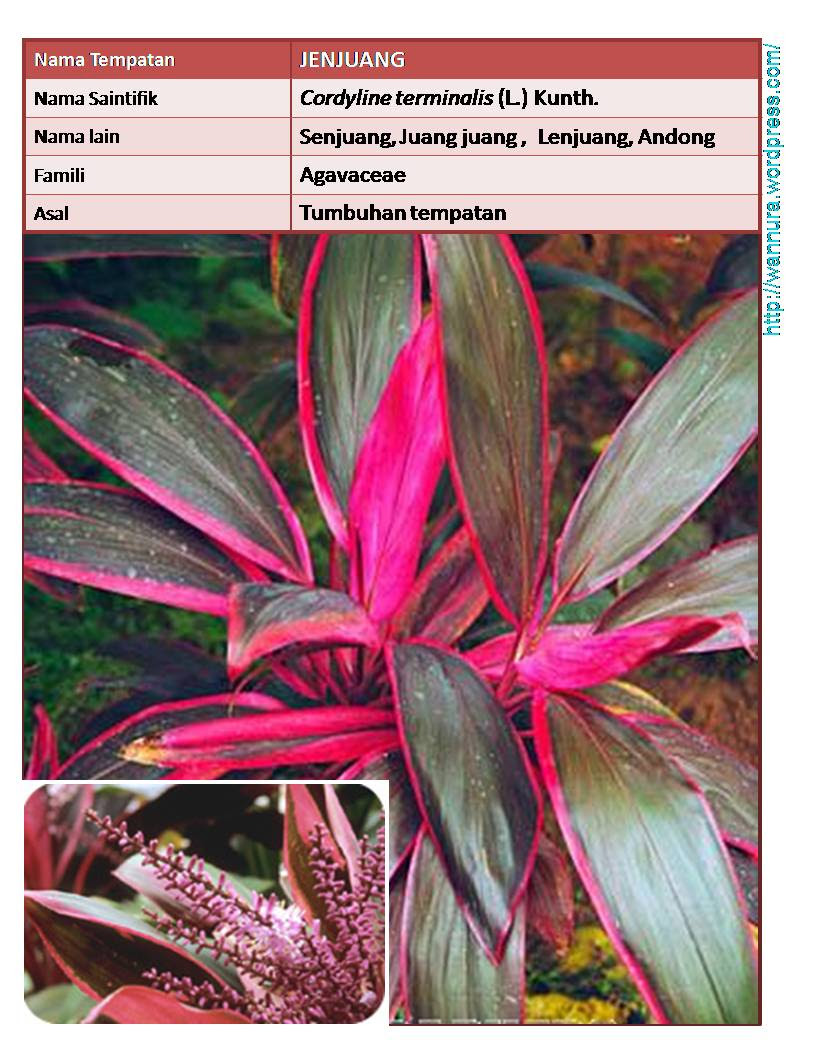 JENJUANG (Cordyline terminalis (L.) Kunth.)  Wannura