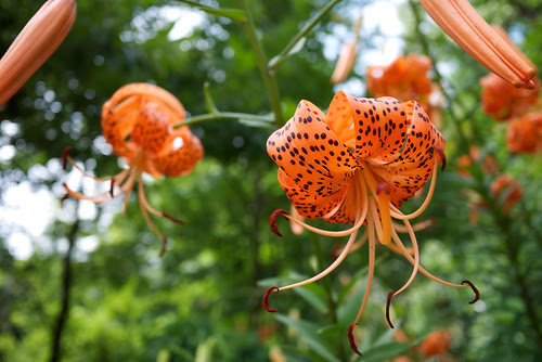 Tiger Lily