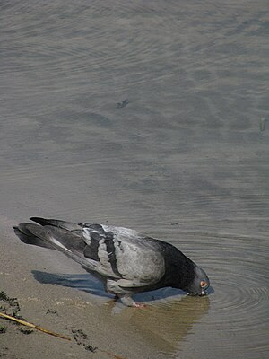 Another pigeon. This time it is thursty and su...