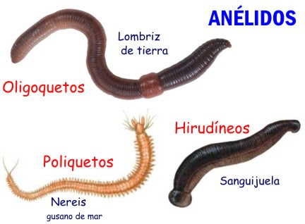 Resultado de imagen para reproducción asexual en anelidos