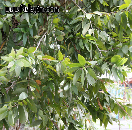 Pokok Gelam  Segalanya Tentang Tumbuhan