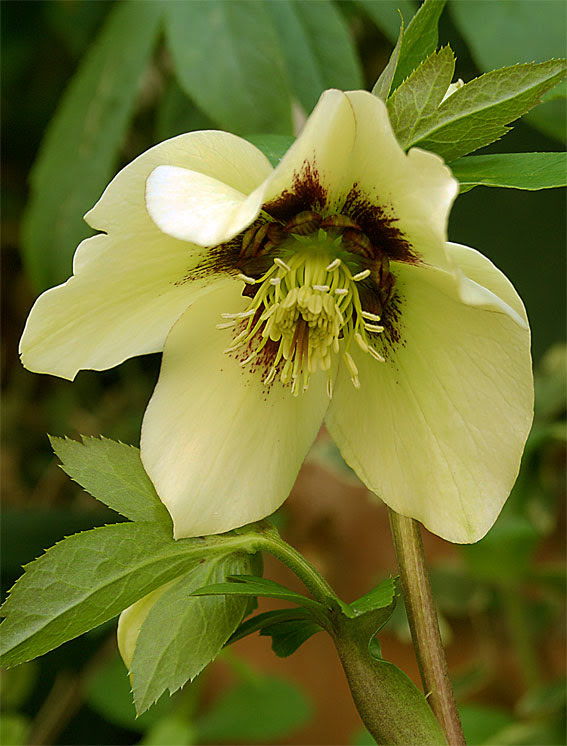 フラッシュのクリスマスローズ2種 Helleborus Hybrids With Flash 花日記 Alpicola Blog