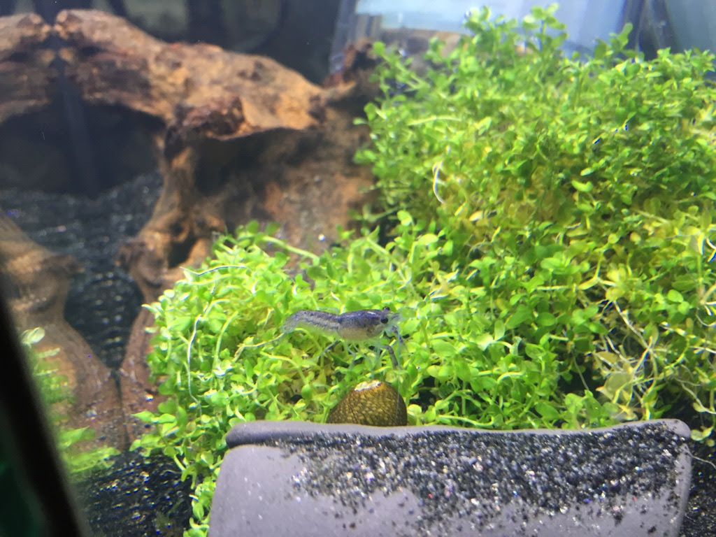 青いザリガニ フロリダハマーを飼育してみよう 生き物マスター