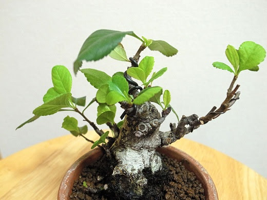 植え替え後のボケ 取り木後のカエデ 盆栽マンション日記
