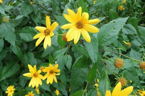 キクイモ 花を増やそう 蜜源 花粉源 データベース みつばち百花