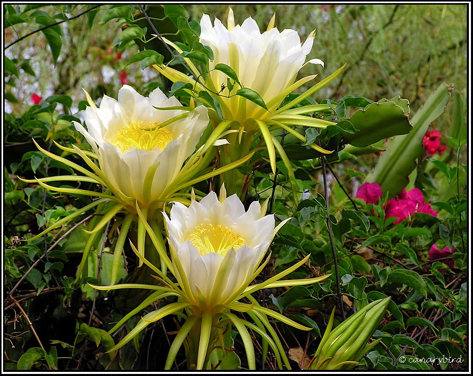 Epiphyllum Flowers