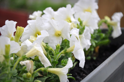 Petunias2