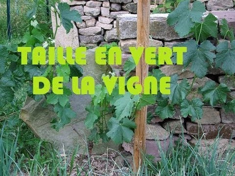 Taille de la vigne en juin