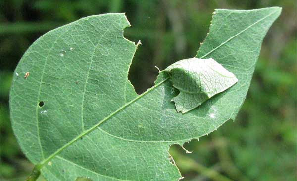 File:Pupa-in-leaf.jpg
