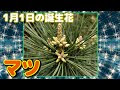 [最も選択された] 1月1日 誕生花 309758-1月1日 誕生花 名前