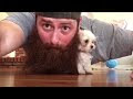Try Not To Laugh | Funny Puppies Video Compilation 2017