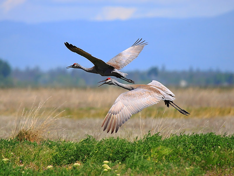 IMG_6232 Sandhill Cranes, Ash Creek Wildlife Area