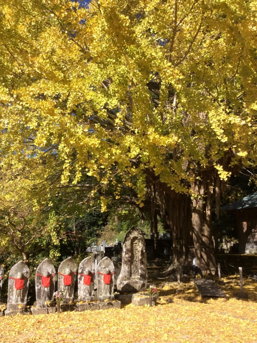 関西 穴場の紅葉ドライブ 銀杏の見ごろは 熊野古道近くの子授け銀杏や滝の紅葉スポットがオススメ