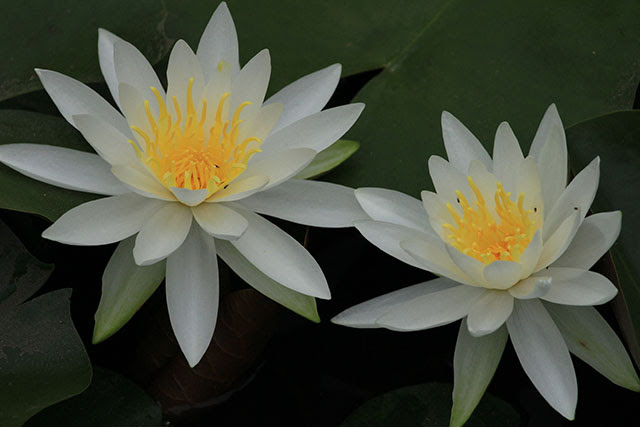 睡蓮 スイレン 花之江の郷 四季の山野草