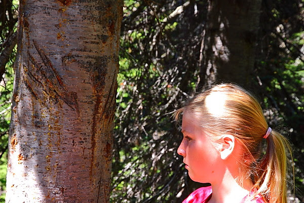 IMG_1101B Bear Scratch