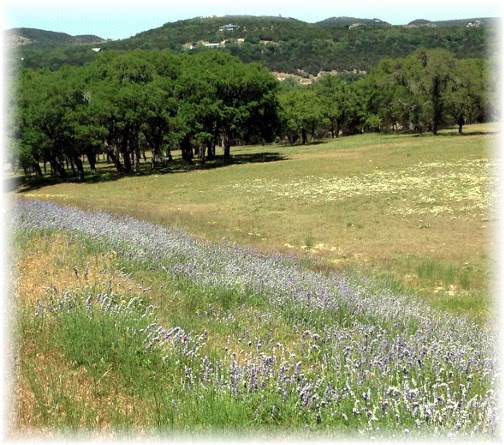 Blue bonnets 4/28/14
