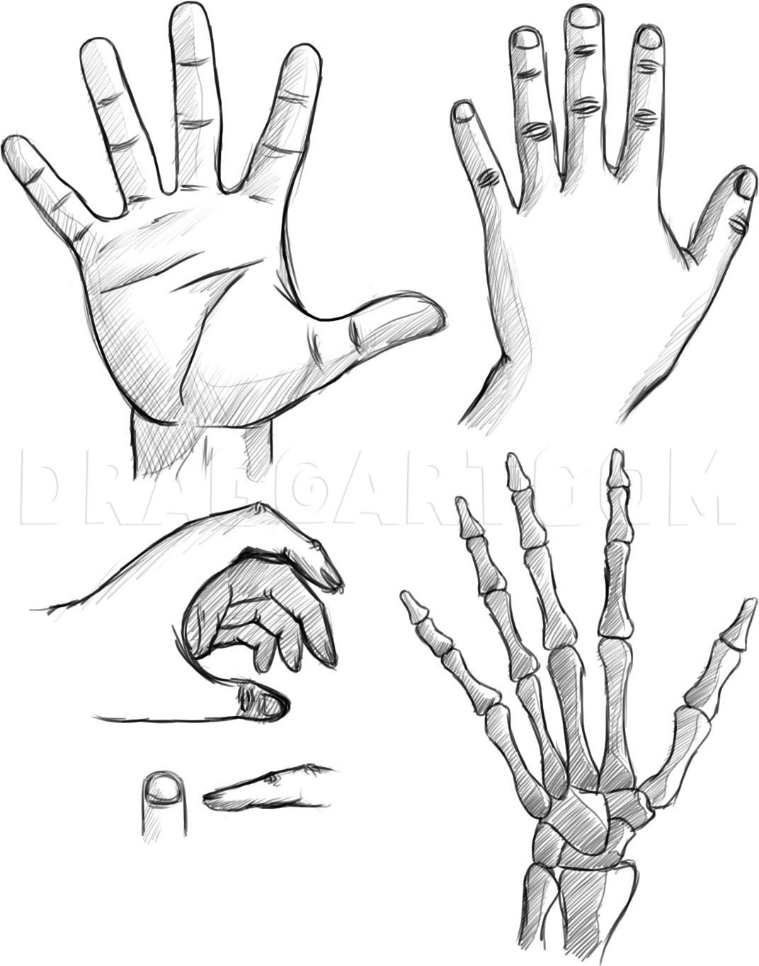 How to Draw Hands, Step by Step, Hands, People, FREE ...