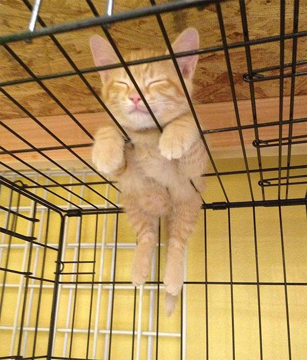 新しいコレクション 猫 壁紙 おもしろ ディズニー シー おすすめ スポット